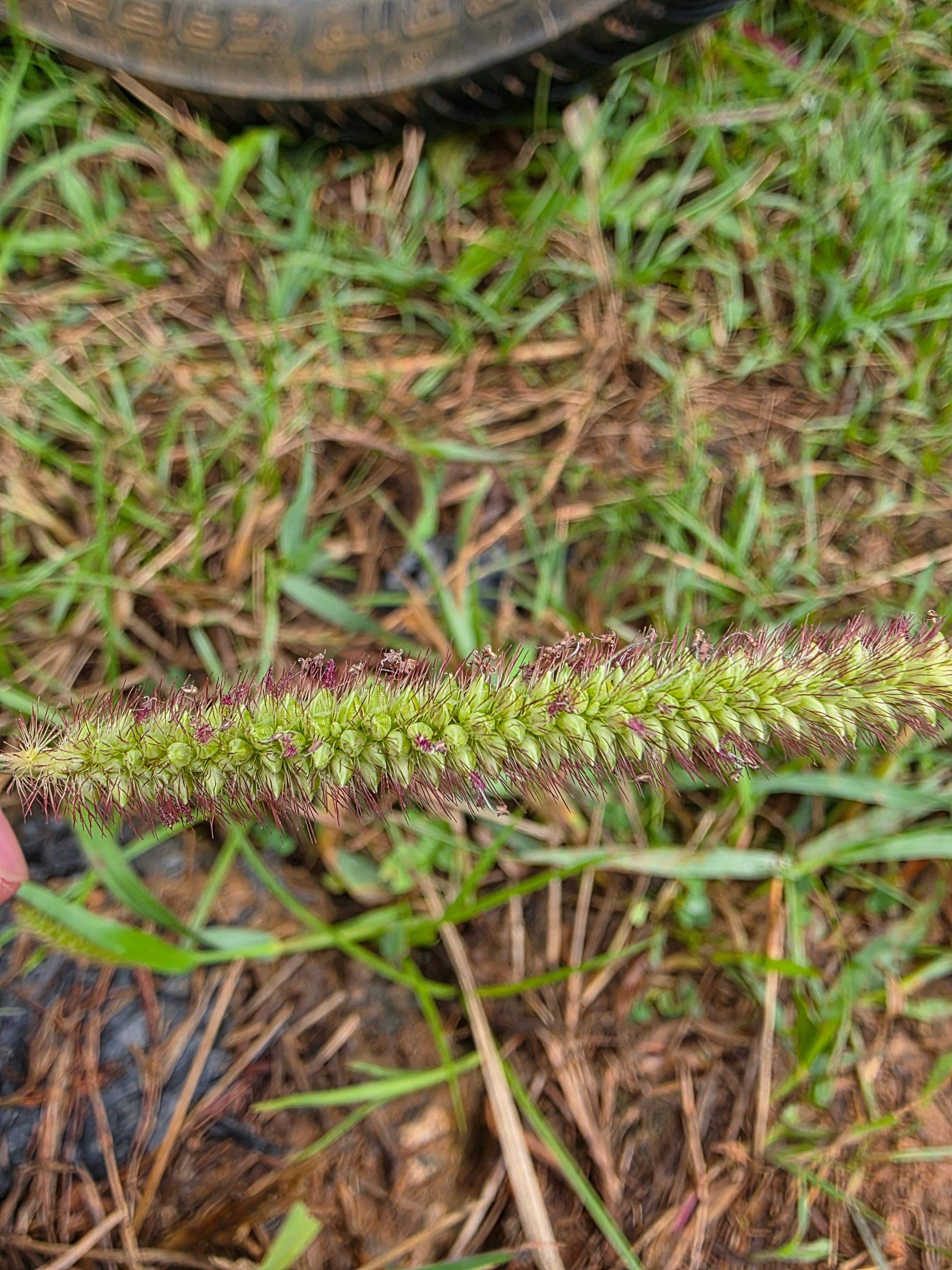 Macro